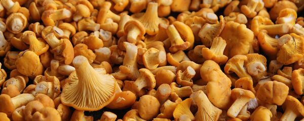 Лисички - Sputnik Латвия