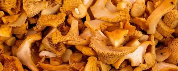 Лисички - Sputnik Latvija