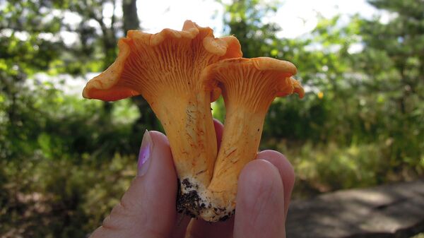 Лисички - Sputnik Латвия