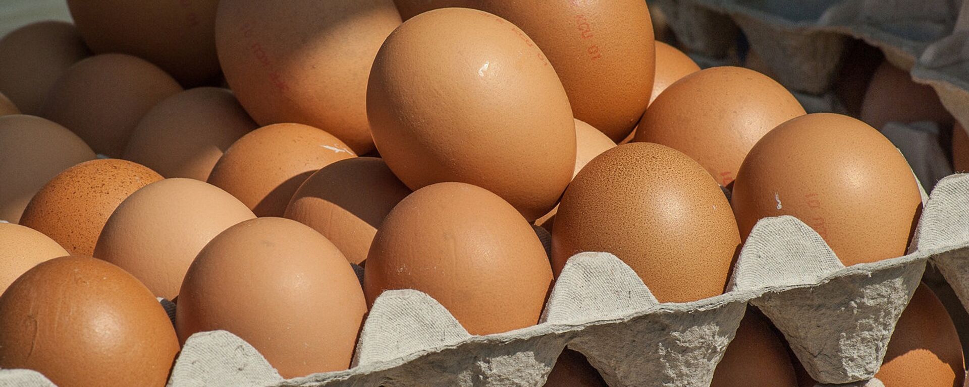 Брянская область куплю яйцо. Яйцо. Яйцо куриное. Курица с яйцами. Фото яиц куриных.