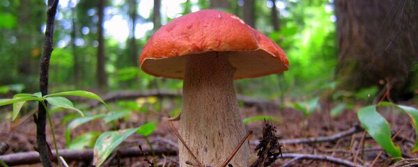 Белый гриб - Sputnik Латвия