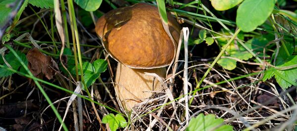 Съедобный белый гриб Съедобный белый гриб - Sputnik Latvija