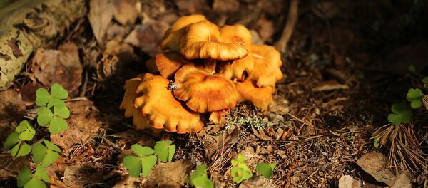 Съедобный гриб - лисичка Съедобный гриб - лисичка - Sputnik Латвия