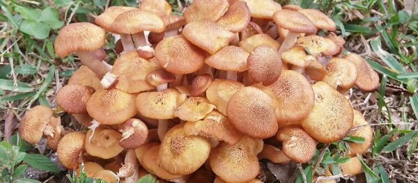 Съедобные грибы - опята - Sputnik Латвия