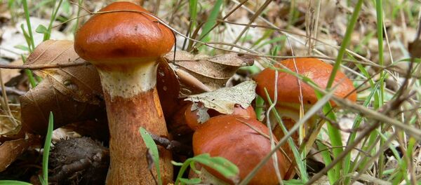 Съедобные грибы - маслята - Sputnik Латвия