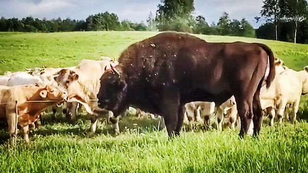 В Латвию из Белоруссии забрел зубр В Латвию из Белоруссии забрел зубр - Sputnik Латвия