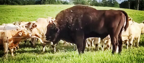 В Латвию из Белоруссии забрел зубр - Sputnik Латвия