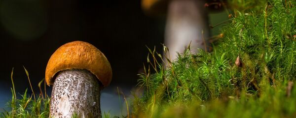 Гриб - Sputnik Латвия