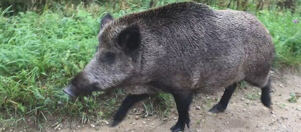 Кабан - Sputnik Латвия