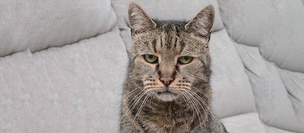 Kaķis Nutmegs Kaķis Nutmegs - Sputnik Latvija