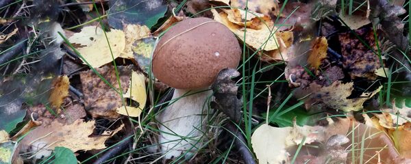 Гриб боровик Гриб боровик - Sputnik Latvija