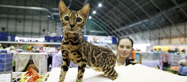 Котенок бенгальской породы - Sputnik Латвия