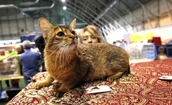 Сомалийская кошка - Sputnik Латвия