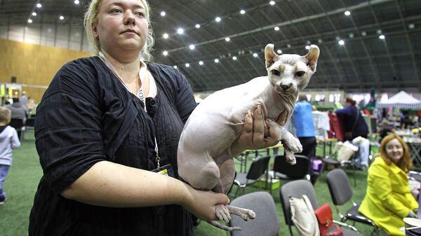 Эльф, новая для Латвии порода кошек - Sputnik Латвия