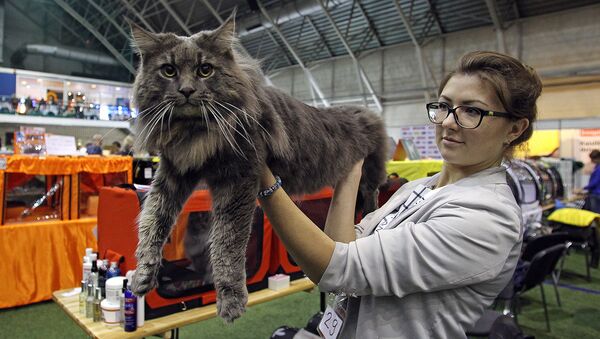 Мейн-кун, самая крупная порода домашних кошек - Sputnik Латвия