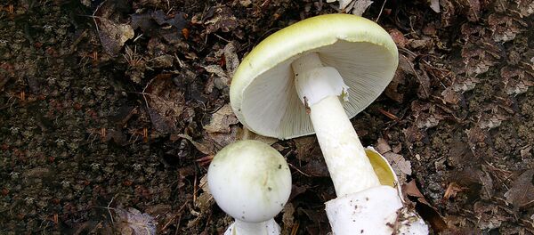 Несъедобный гриб - бледная поганка - Sputnik Латвия