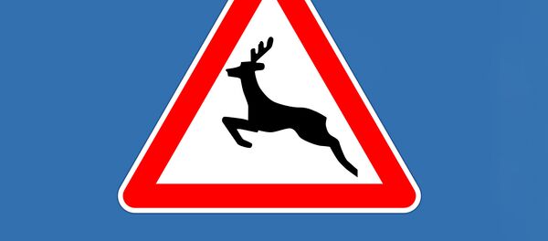 Zīme Uzmanību - savvaļas dzīvnieki - Sputnik Latvija