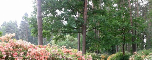 Рижские сосны Рижские сосны - Sputnik Латвия