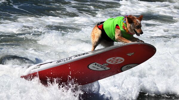 Чемпионат по собачьему серфингу Surf City Surf Dog прошел на калифорнийском пляже Хантингтон-Бич 23 сентября. На фото: пес Скайлер - Sputnik Латвия