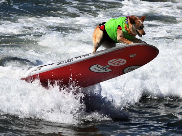 Чемпионат по собачьему серфингу Surf City Surf Dog прошел на калифорнийском пляже Хантингтон-Бич 23 сентября. На фото: пес Скайлер - Sputnik Латвия