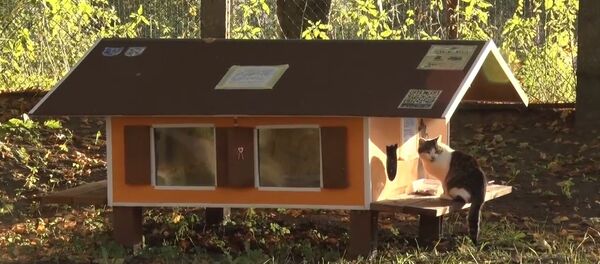 Рижанин построил 80 домиков для бездомных кошек - Sputnik Латвия