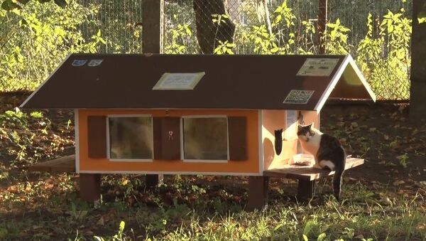 Рижанин построил 80 домиков для бездомных кошек - Sputnik Latvija