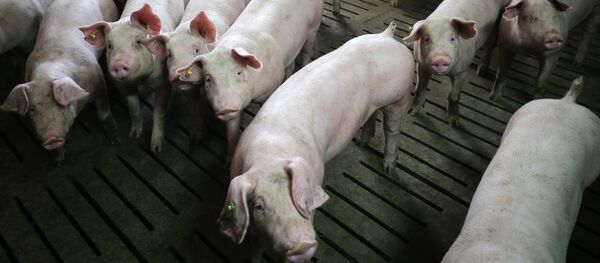 Свиньи в стойле - Sputnik Латвия