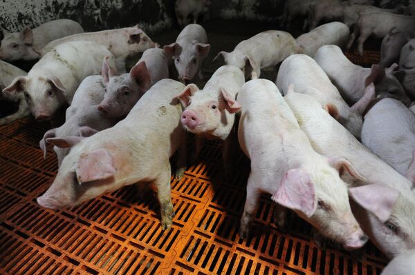 Натуральное свинство: Европа требует от России компенсации за контрсанкции - Sputnik Латвия