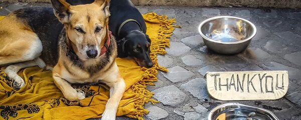 Попрошайничество - Sputnik Латвия