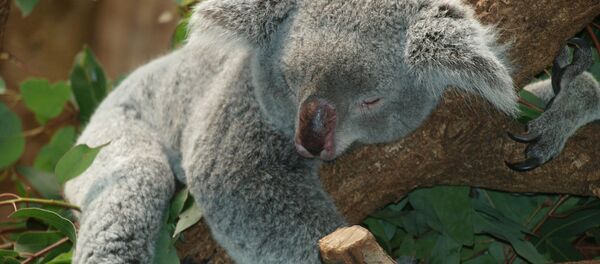 Коала Коала - Sputnik Latvija