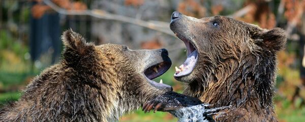 Медведи Медведи - Sputnik Латвия