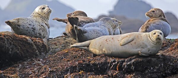 Тюлени - Sputnik Латвия