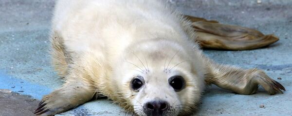 Детеныш серого тюленя - Sputnik Латвия