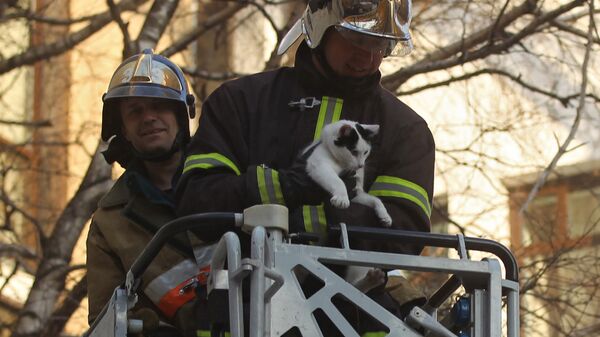 Сотрудники пожарной охраны спасают кошку - Sputnik Латвия
