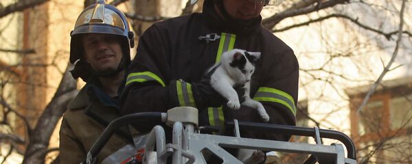 Сотрудники пожарной охраны спасают кошку - Sputnik Латвия