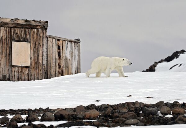 Белый медведь на территории полярной станции на берегу бухты Тихая на острове Гукера архипелага Земля Франца-Иосифа - Sputnik Latvija