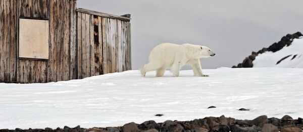 Белый медведь на территории полярной станции на берегу бухты Тихая на острове Гукера архипелага Земля Франца-Иосифа Белый медведь на территории полярной станции на берегу бухты Тихая на острове Гукера архипелага Земля Франца-Иосифа - Sputnik Latvija