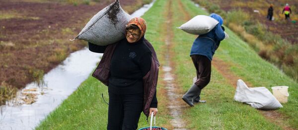 Сбор клюквы в Белоруссии - Sputnik Латвия