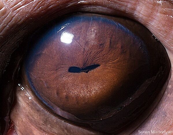 Глаз бегемота - Sputnik Латвия