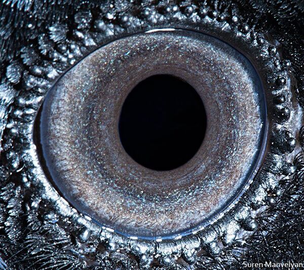 Глаз ворона - Sputnik Латвия
