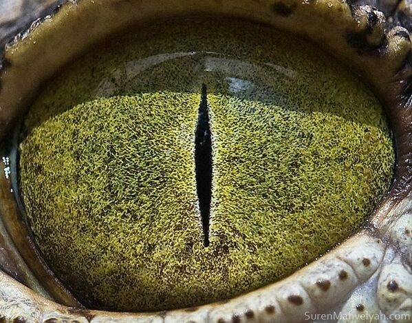 Глаз крокодила - Sputnik Латвия