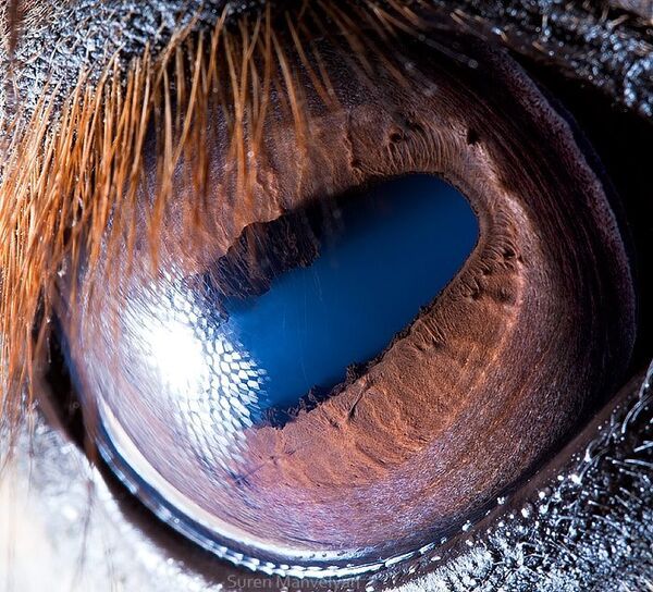 Глаз лошади - Sputnik Латвия