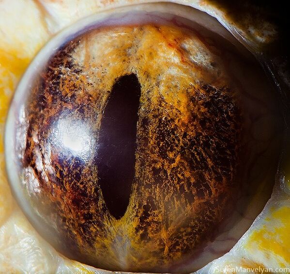 Глаз тигрового питона (альбинос) - Sputnik Латвия