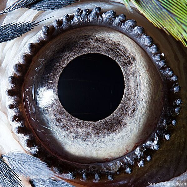 Глаз сине-желтого попугая - Sputnik Латвия