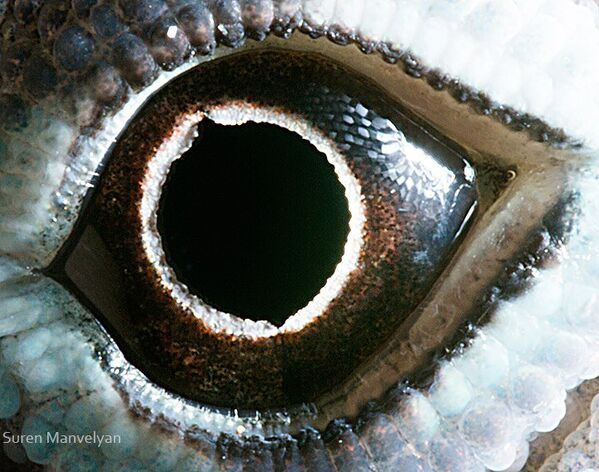 Глаз ящерицы анолис - Sputnik Латвия