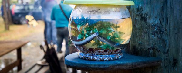 Виновница торжества в естественном виде Виновница торжества в естественном виде - Sputnik Латвия