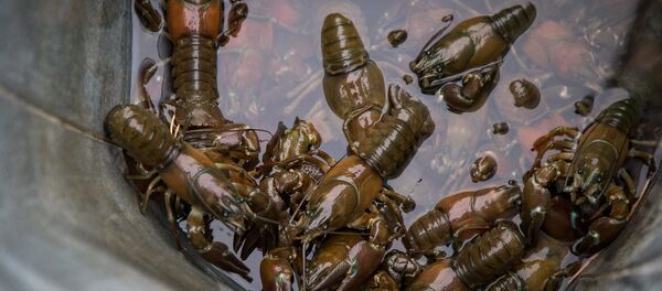 Раки Раки - Sputnik Латвия