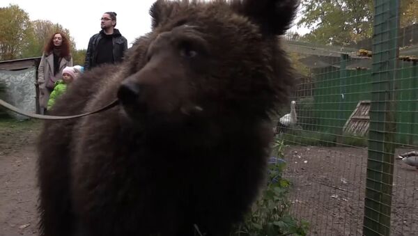 Как медведицу Дашу спасли из бродячего цирка - Sputnik Латвия