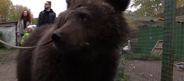 Как медведицу Дашу спасли из бродячего цирка - Sputnik Латвия