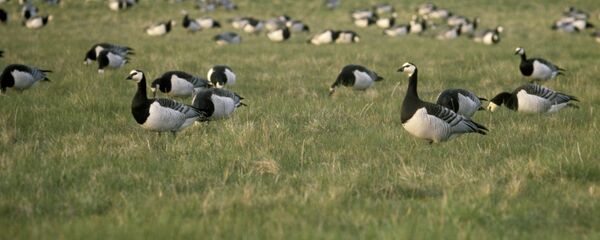 Белощекие казарки - Sputnik Латвия